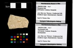 Foto (Objekt + Etikett) von Mundopsidae indet.  (NHMW-GEO-1990-0041-3286)